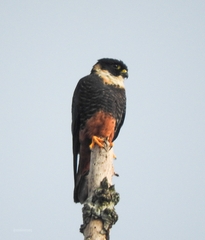 Falco rufigularis image