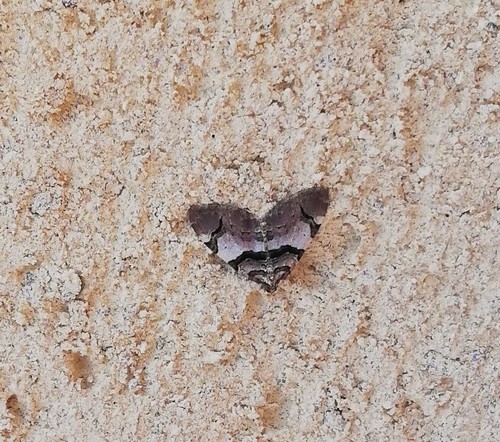 Anticlea derivata