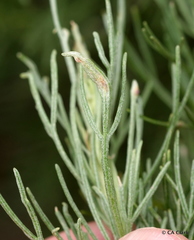 Aceria paracalifornica