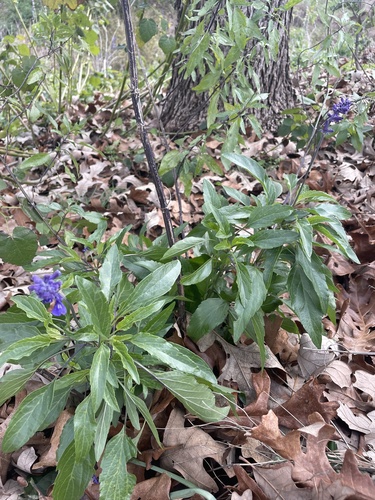 Foto de Salvia Azul