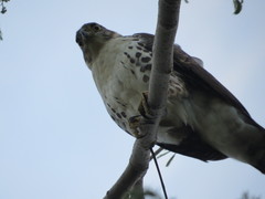 Accipiter bicolor