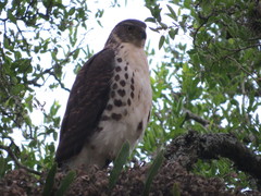 Accipiter bicolor