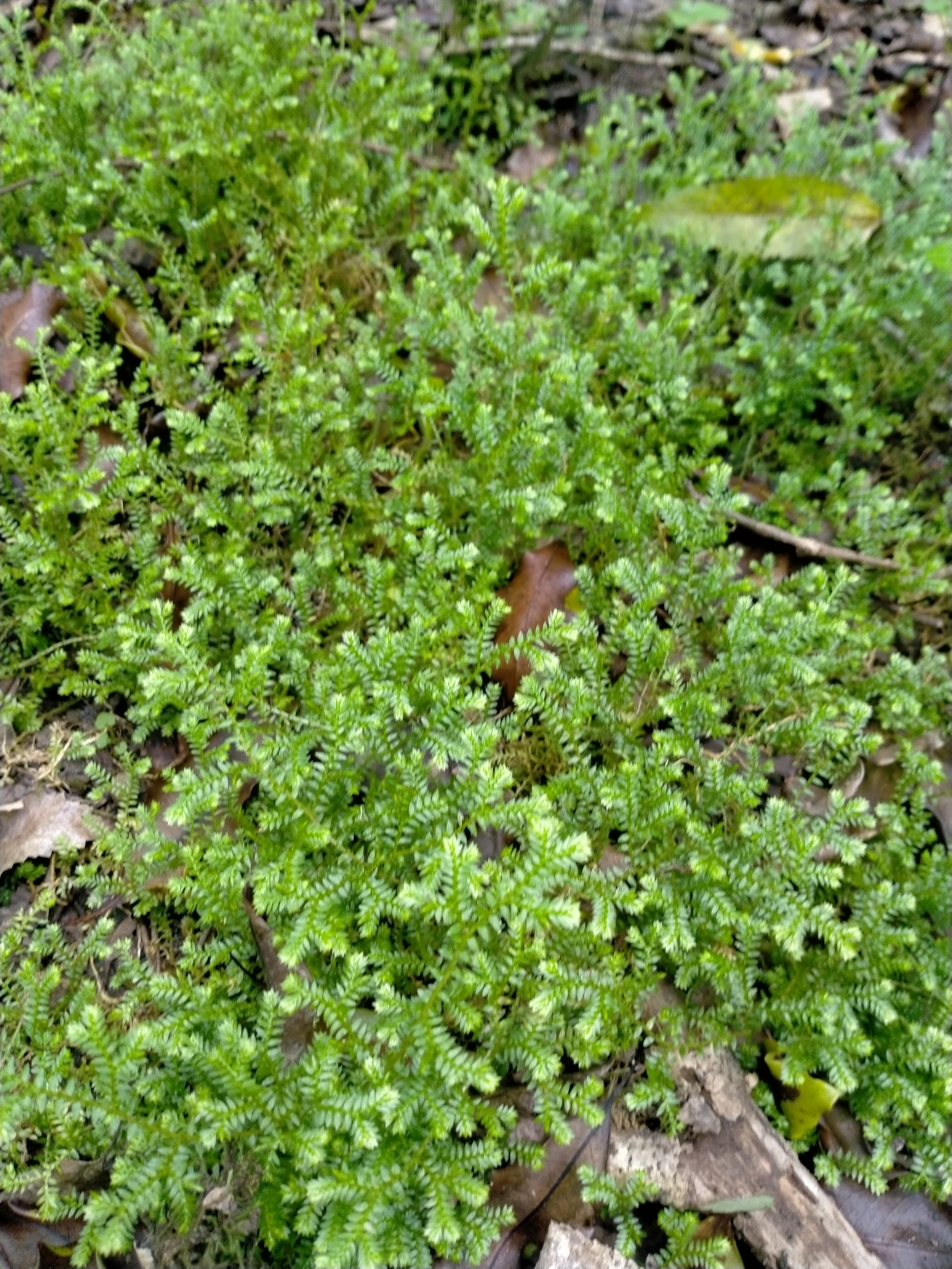 Imagem de Samambaia-de-jardim
