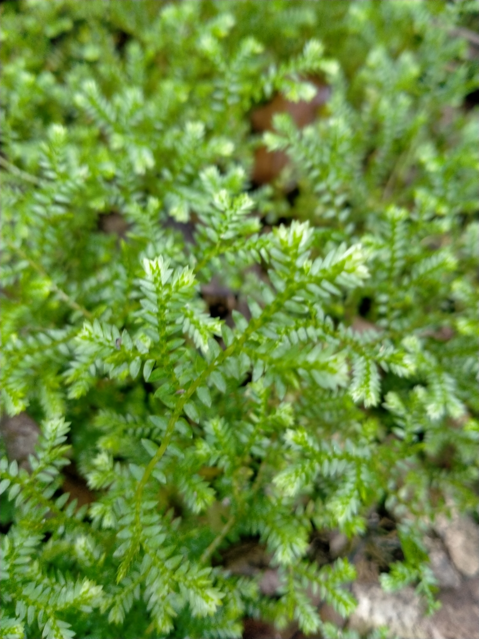 Imagem de Samambaia-de-jardim