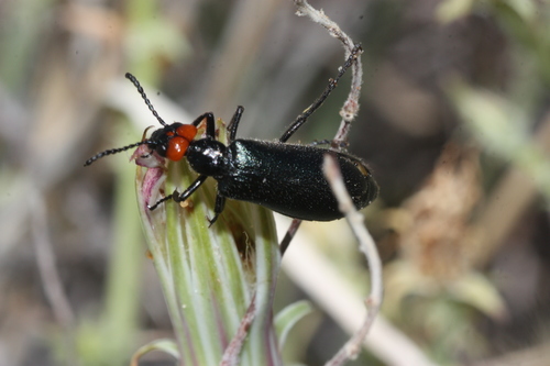Red-eared Blister Beetle photo 5