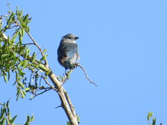 Accipiter bicolor