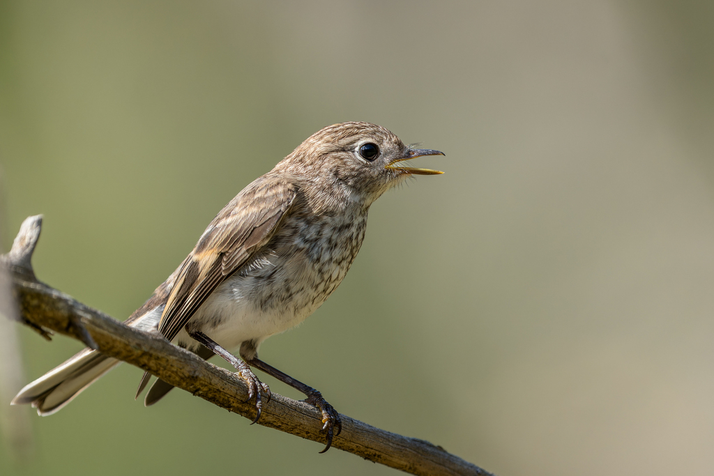Birds from Piney Range NSW 2810, Australia on January 3, 2024 at 04:31 ...