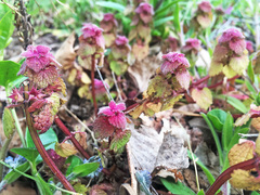 Lamium purpureum