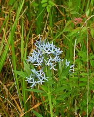 Amsonia repens