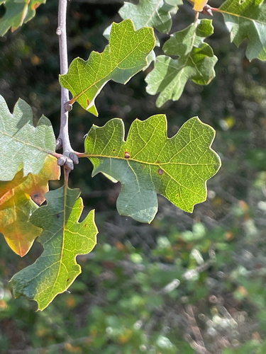 Valley Oak foliage