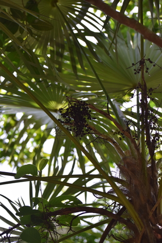 Coccothrinax readii, photo 12