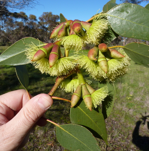 Eucalyptus grossa