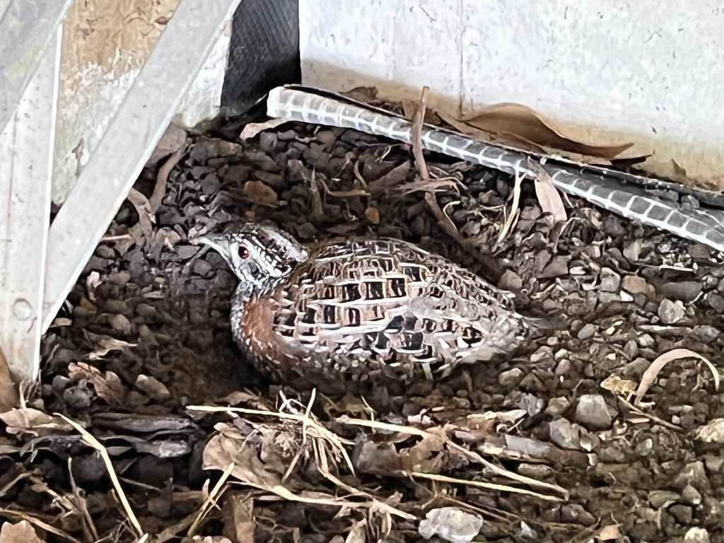 Painted Buttonquail from Timboon-Colac Rd, Irrewillipe, VIC, AU on ...