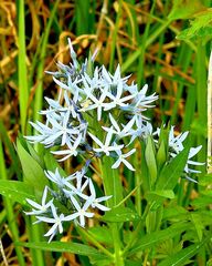 Amsonia repens