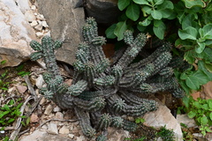 (c) Arabella Willing, some rights reserved (CC BY) Euphorbia spiralis, photograph (c) Arabella Willing, some rights reserved (CC BY)