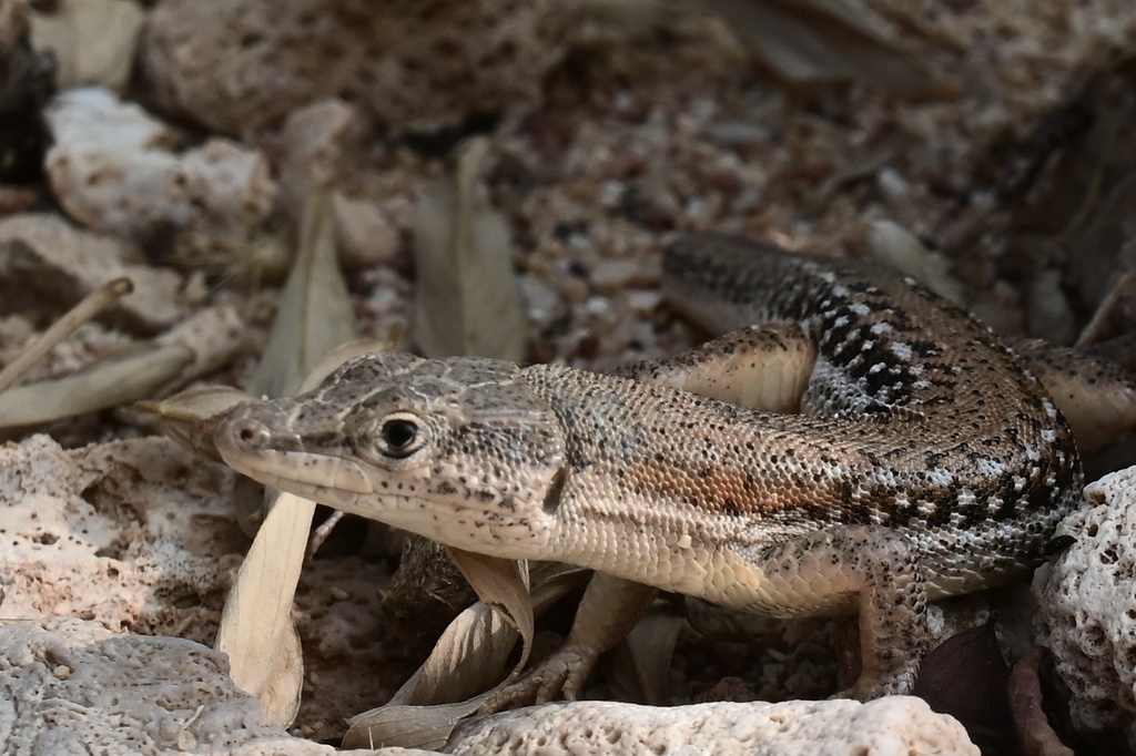 Socotra Sand Lizard