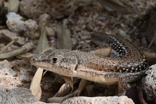 Balfour’s Desert Lizard, Mesalina balfouri