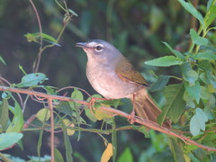 Myiothlypis leucoblephara