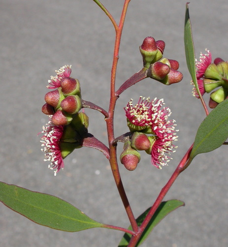 Eucalyptus proxima D.Nicolle & Brooker