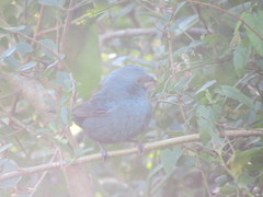 Cyanoloxia glaucocaerulea