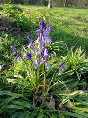 Hyacinthoides non-scripta