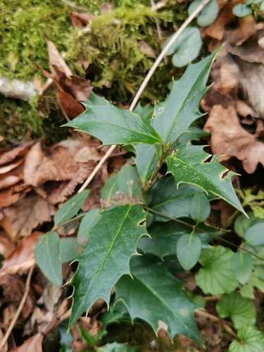 Image of Ilex colchica by (c) Elena_Sherehora, some rights reserved (CC BY)