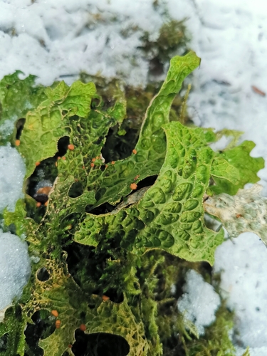 jamkatec pľúcny (Lobaria pulmonaria)