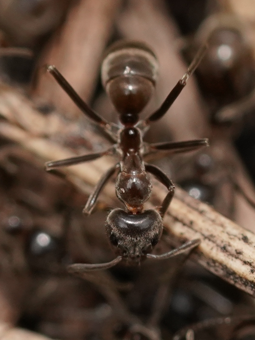 Iridomyrmex turbineus