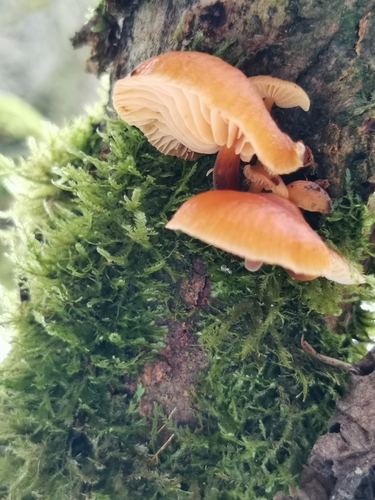 Plamienka zimná (Flammulina velutipes)
