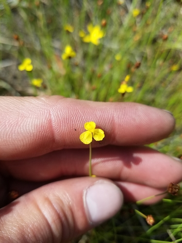 Image of Xyris brevifolia by (c) Scott Ward, some rights reserved (CC BY)