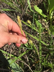 Carex microdonta