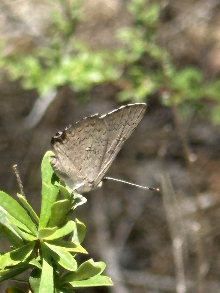 Eltham copper butterfly from Castlemaine Botanical Gardens, Castlemaine