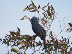Cyanoloxia glaucocaerulea