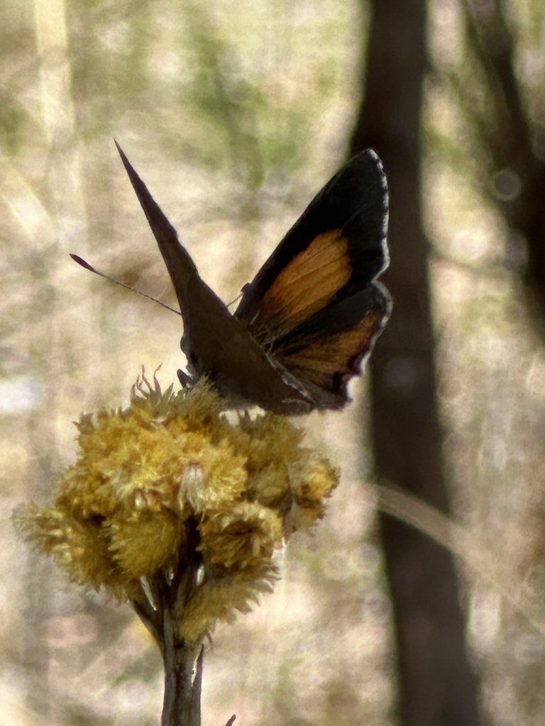 Eltham copper butterfly from Castlemaine Botanical Gardens, Castlemaine