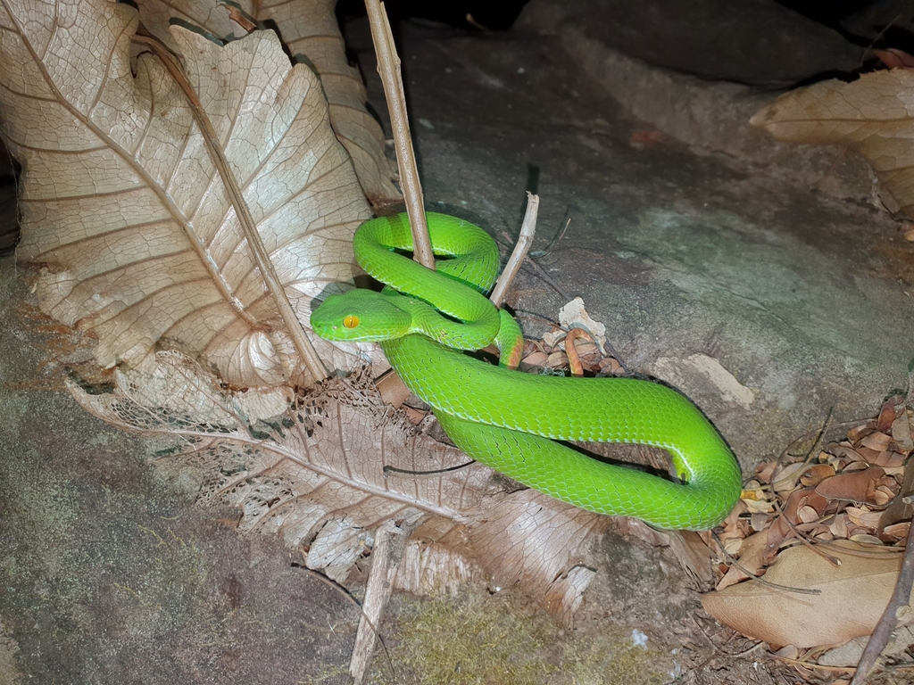 Kramer S Pit Viper In January 2024 By Jenny Theobald INaturalist   Large 