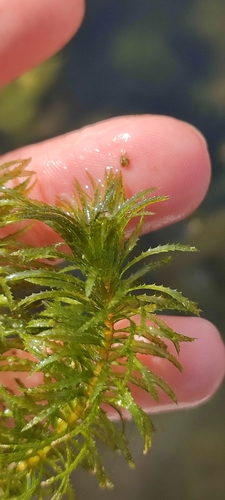 Elodea najas observed 2024-01-04