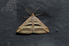 Chiasmia subcurvaria