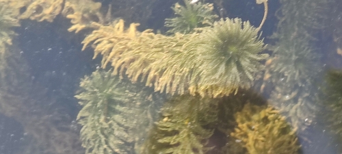 Elodea najas observed 2024-01-04