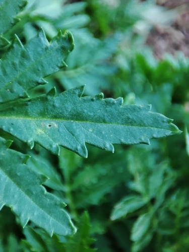 Foto de Cravo-de-defunto