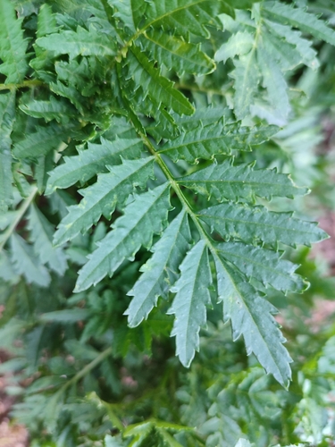 Foto de Cravo-de-defunto
