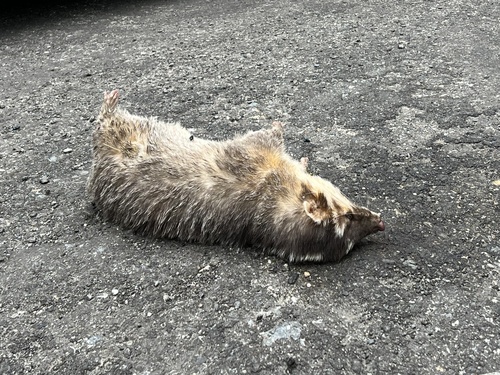 Formosan Ferret-badger