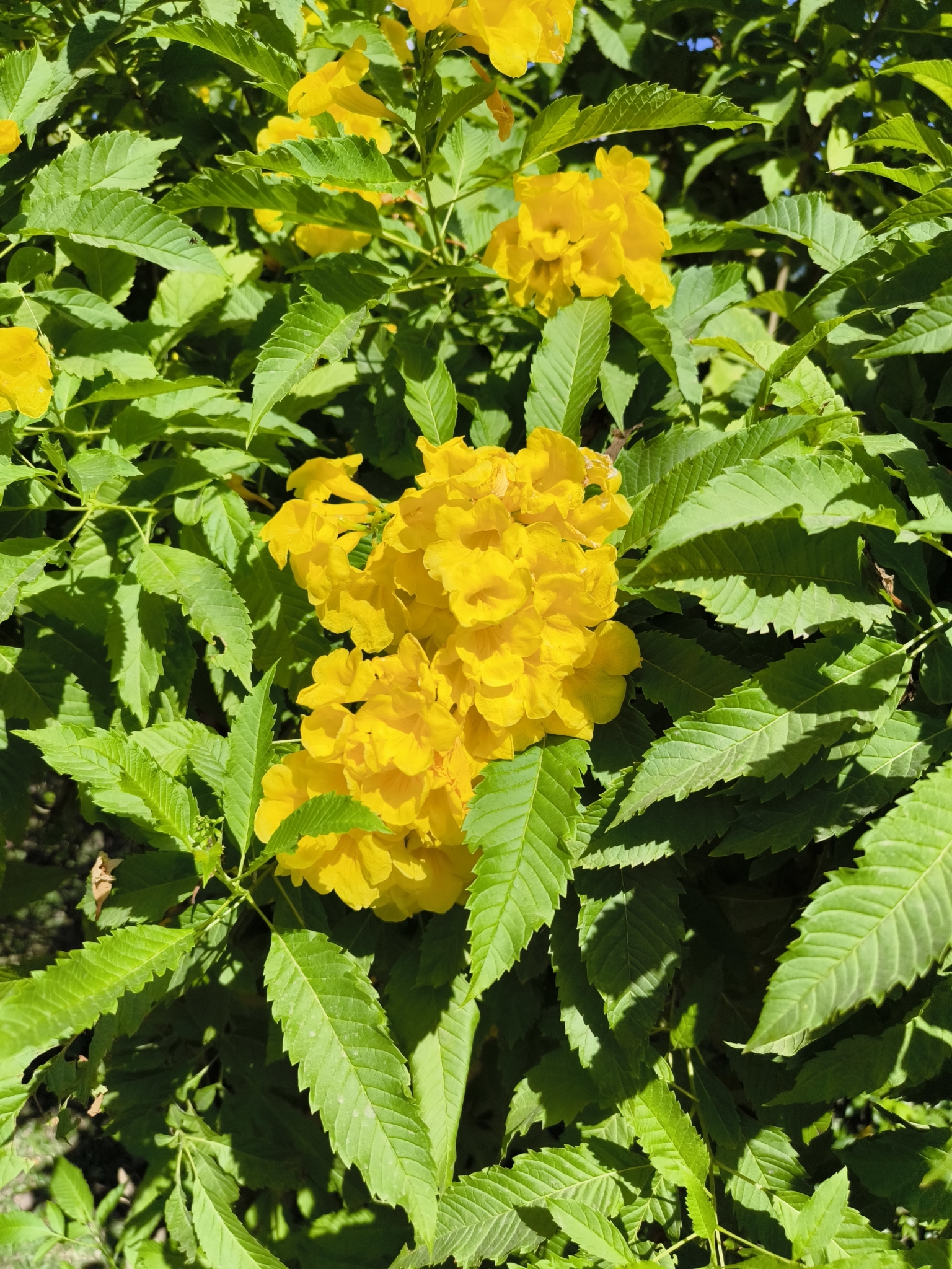 Imagem de Ipê-de-jardim