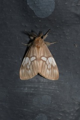 Palasea albimacula