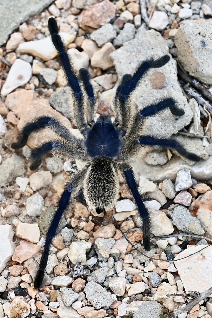 Socotra Island Blue Baboon