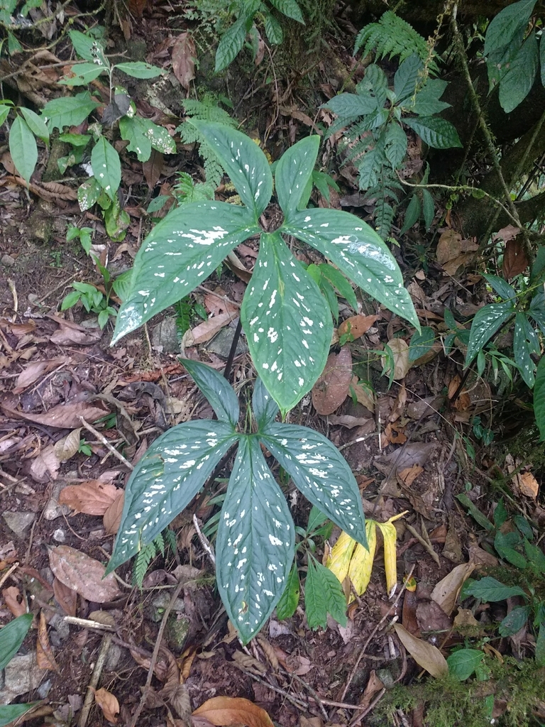 Chlorospatha mirabilis