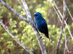 Cyanoloxia glaucocaerulea