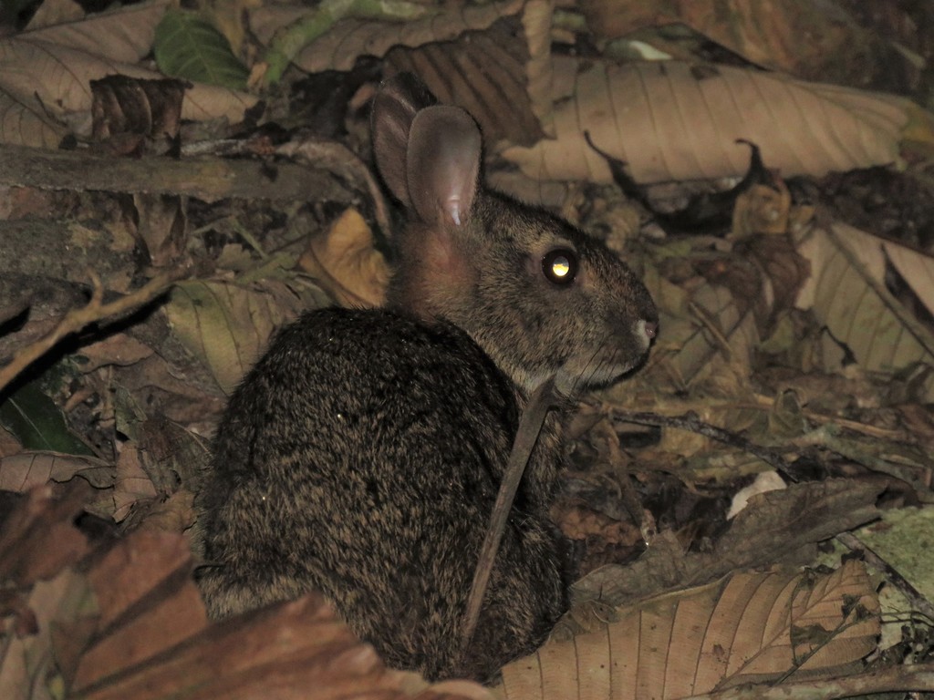 Gabb's Cottontail