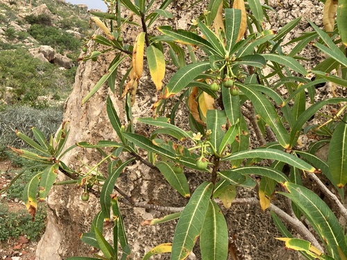 Jatropha unicostata, photograph 1