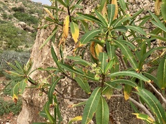 Jatropha unicostata, photograph (c) Arabella Willing, some rights reserved (CC BY)