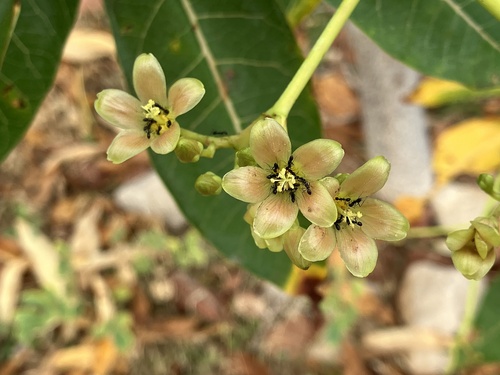 Sibru (Jatropha unicostata)